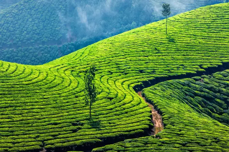 DAY 02:-  MUNNAR SIGHTSEEING