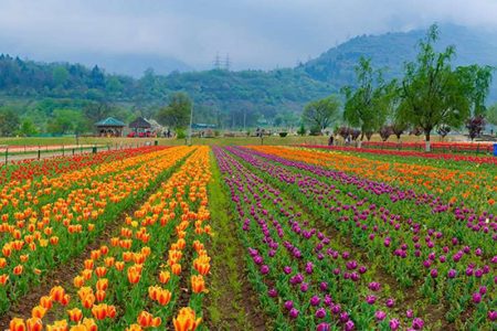 KASHMIR IN SPRING